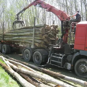 Kastanienstämme – 50 Kubikmeter LKW-Ladung – Bild 2Kastanienstämme – 50 Kubikmeter LKW-Ladung – Bild 2 Kastanienstämme – 50 Kubikmeter LKW-LadungKastanienstämme – 50 Kubikmeter LKW-Ladung – Bild 2 Kastanienstämme – 50 Kubikmeter LKW-Ladung