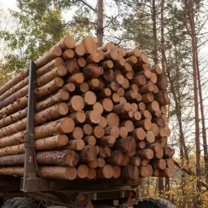 Beukenstammen – vrachtwagenlading van 25 m³ – stammen van 2 meter – hoogwaardig beukenhout